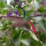 Colibri sapho