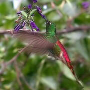 Red-tailed Comet