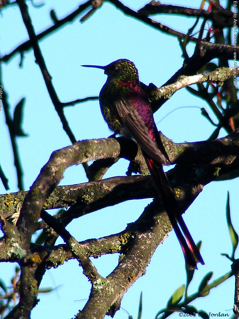 Red-tailed Comet