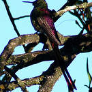 Colibri sapho