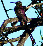 Red-tailed Comet