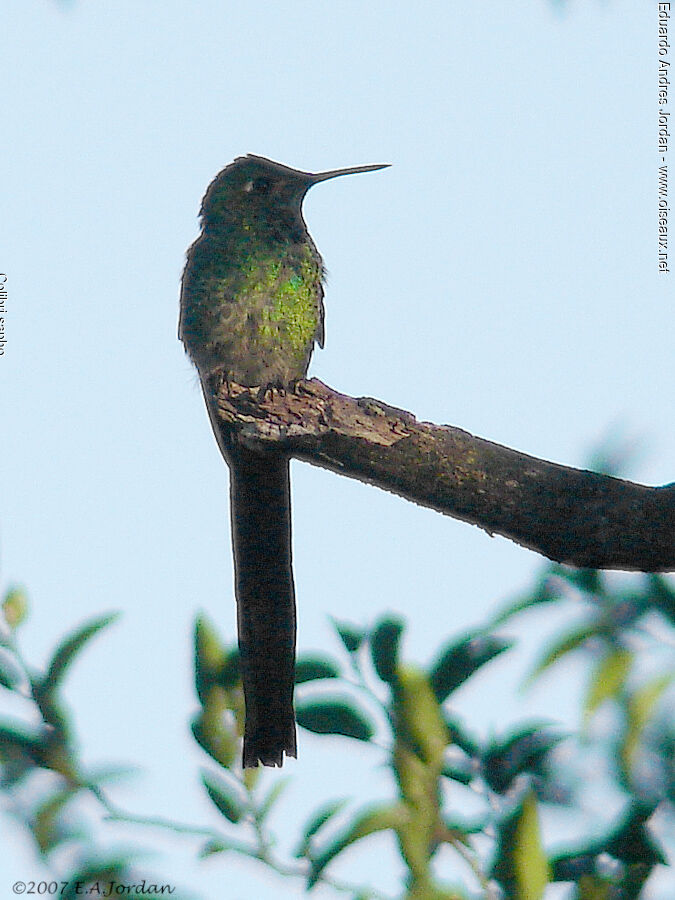 Red-tailed Comet