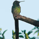 Colibri sapho