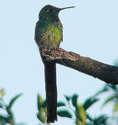 Red-tailed Comet