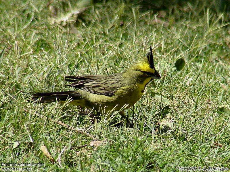 Yellow Cardinal