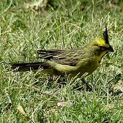 Yellow Cardinal