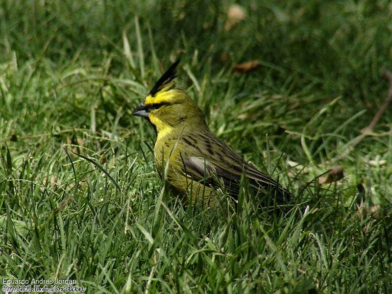 Yellow Cardinal