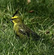 Yellow Cardinal