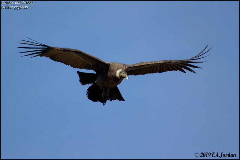 Condor des Andes femelle immature, Vol