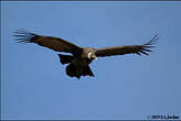 Condor des Andes