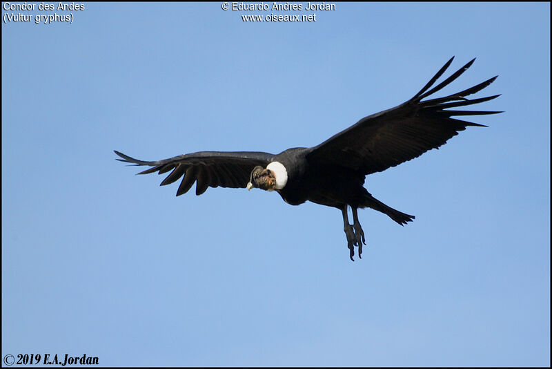 Andean Condor male adult, Flight