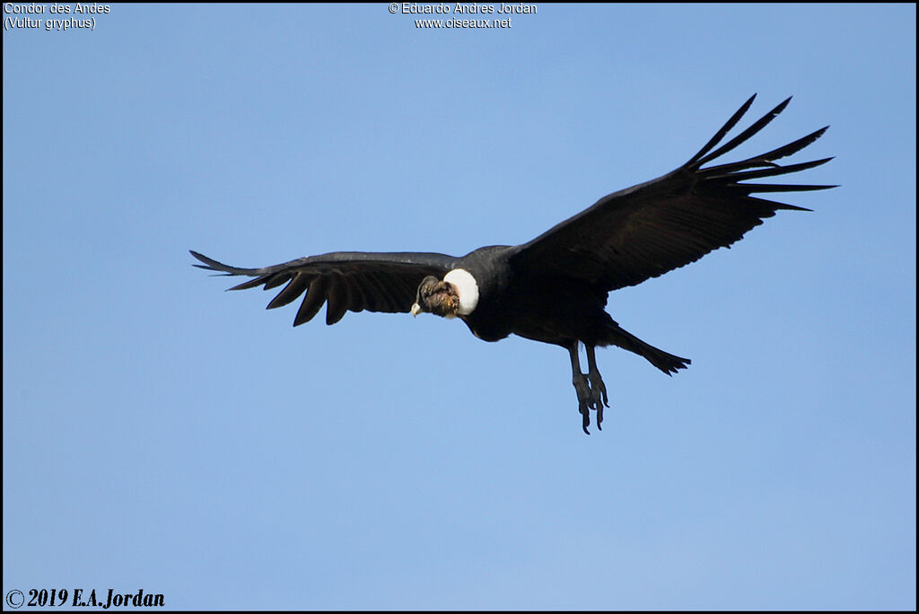 Condor des Andes mâle adulte, Vol