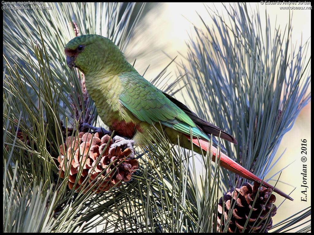 Conure magellanique