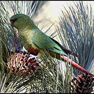 Conure magellanique