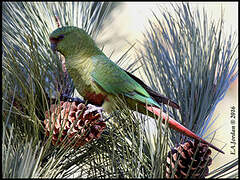 Austral Parakeet