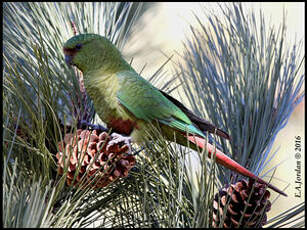 Conure magellanique