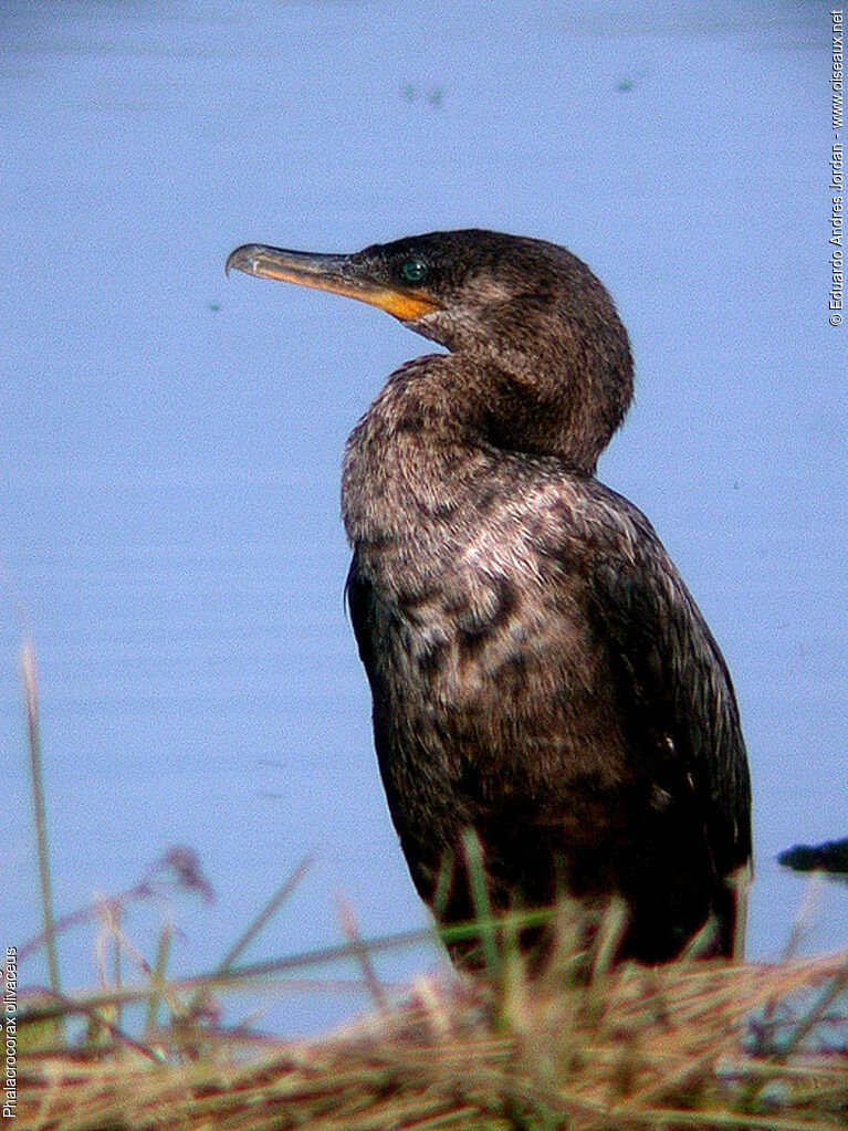 Neotropic Cormorant