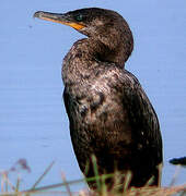 Neotropic Cormorant