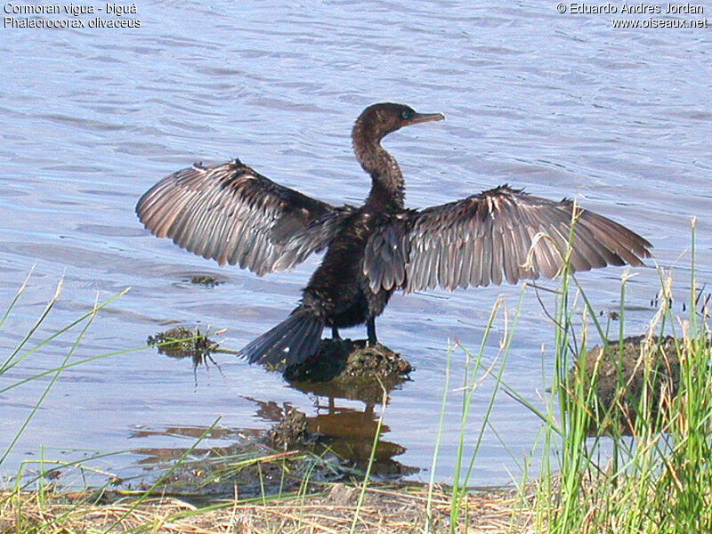 Neotropic Cormorant