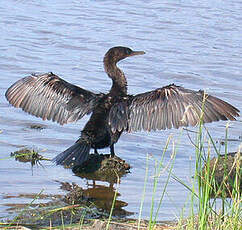 Cormoran vigua