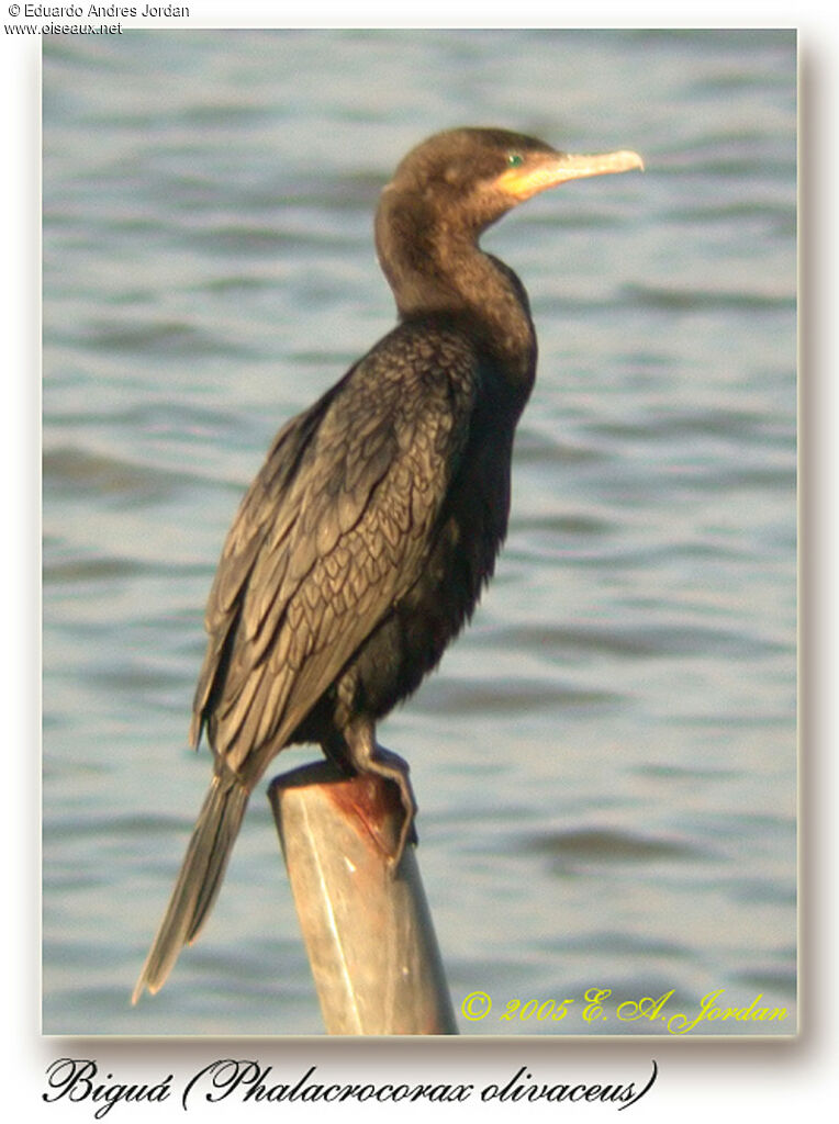 Neotropic Cormorant