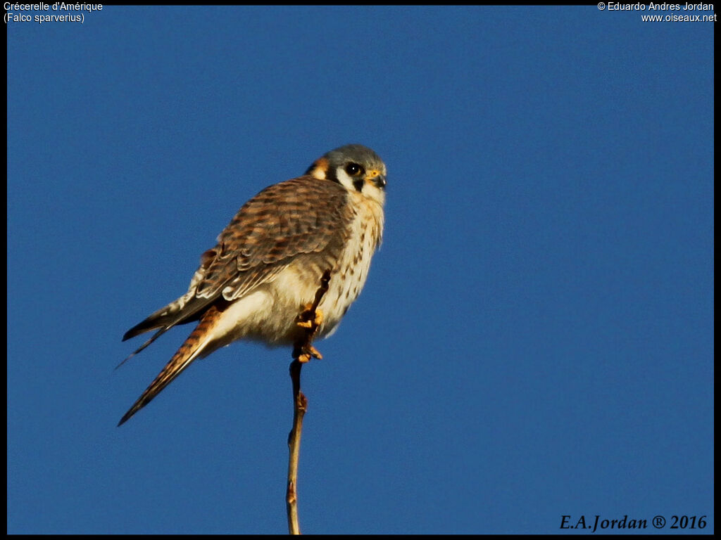 American Kestrel female