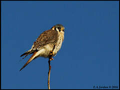 American Kestrel