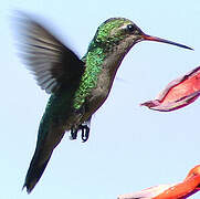 Glittering-bellied Emerald