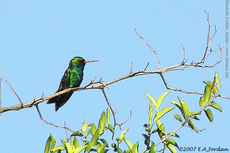 Glittering-bellied Emerald male adult