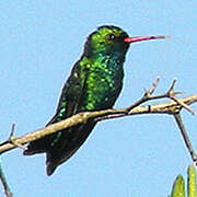 Glittering-bellied Emerald