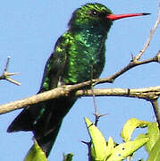 Glittering-bellied Emerald