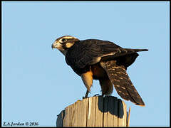 Aplomado Falcon