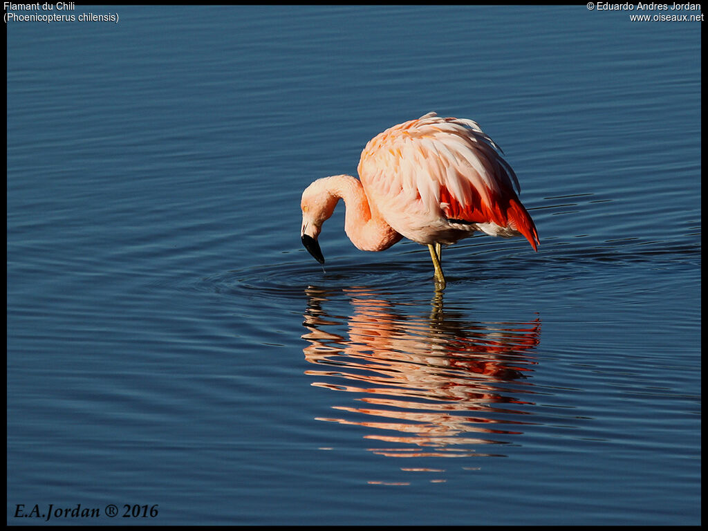 Flamant du Chiliadulte