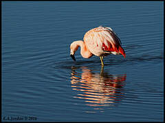 Flamant du Chili