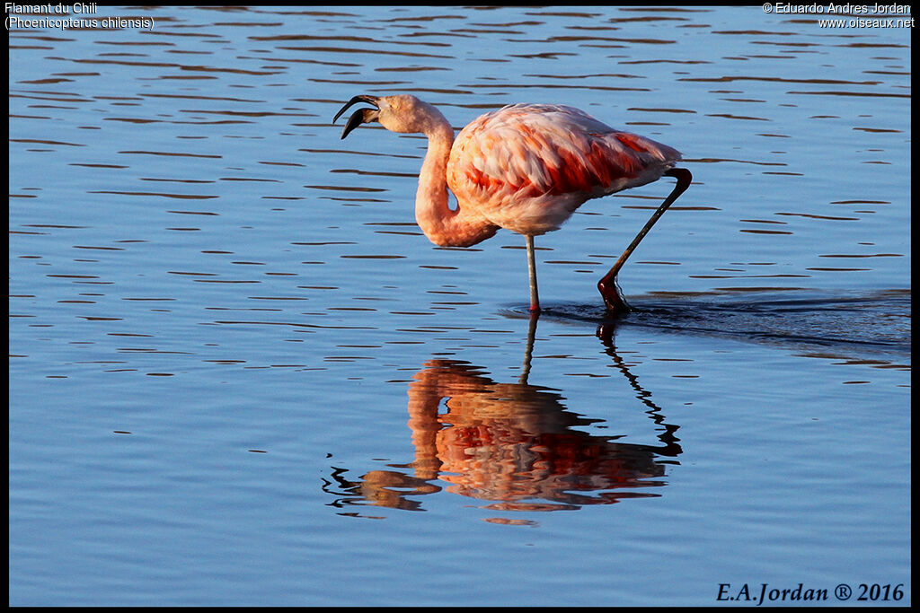 Flamant du Chiliadulte