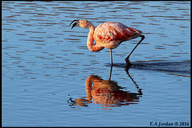 Chilean Flamingo