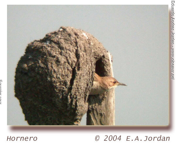 Rufous Hornero