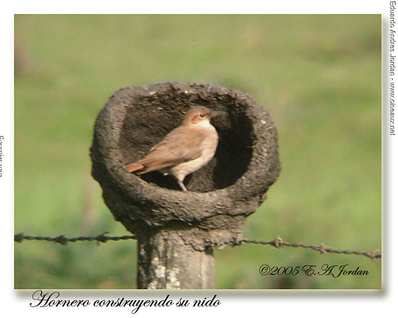 Rufous Hornero