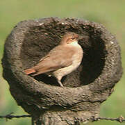 Rufous Hornero