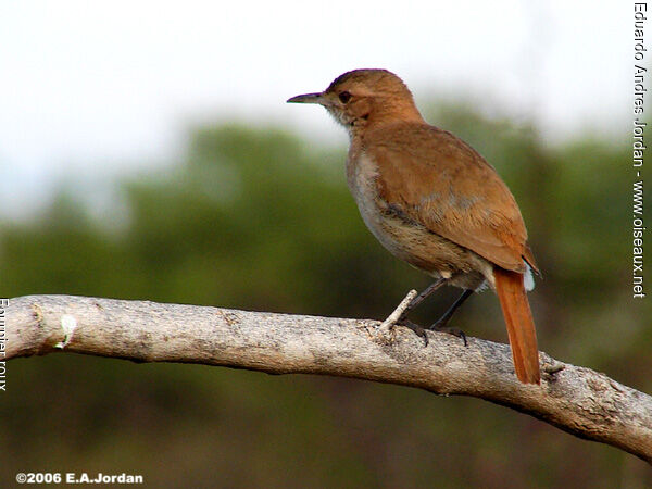 Rufous Hornero