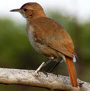 Rufous Hornero