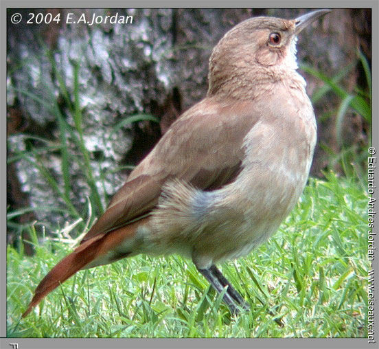 Rufous Hornero