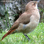 Rufous Hornero