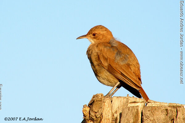 Rufous Hornero