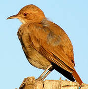 Rufous Hornero