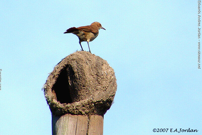 Rufous Hornero