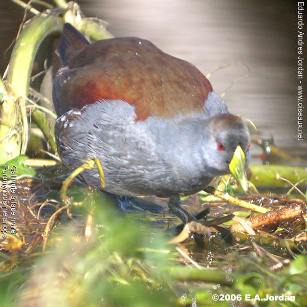 Spot-flanked Gallinule