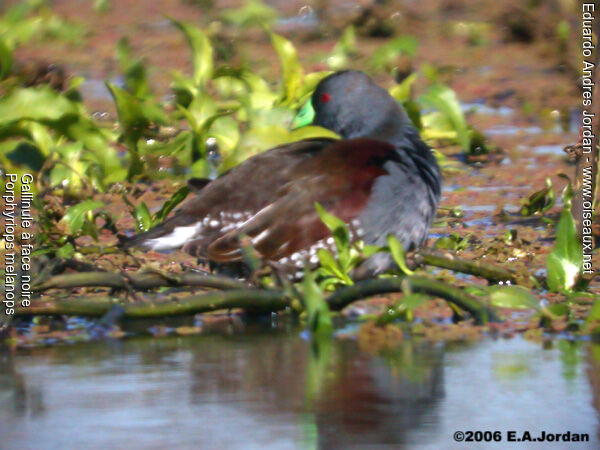 Spot-flanked Gallinule