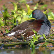 Gallinule à face noire