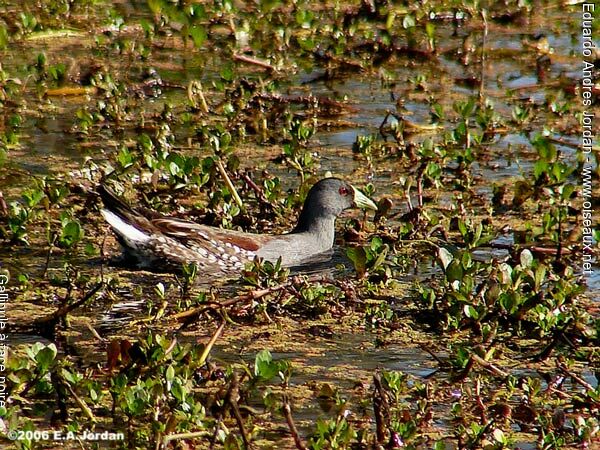 Spot-flanked Gallinule